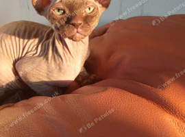 canadian sphynx
