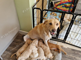 Labradoodle puppies for sale