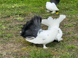 Indianfantail Pair for sell