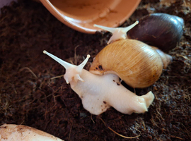 Giant african land snail babies