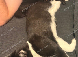 1 male cat