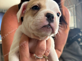French bulldog x American bulldog pups