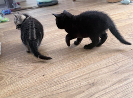 Two beautiful female kittens