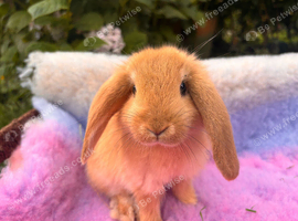 4 beautiful French lop x mini lop