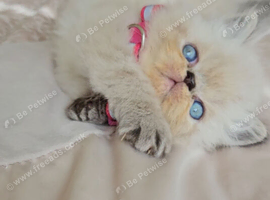 Stunning Pedigree Persian Kittens