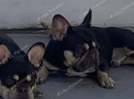 French bulldogs