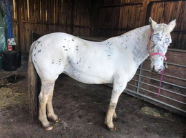 Gorgeous spotty mare 15.2/3hh