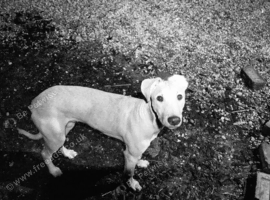 GREYHOUND LURCHER
