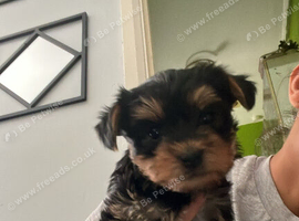 Yorskhire terrier
