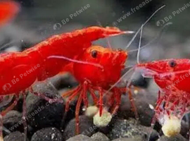 Shrimps