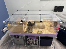 C and c cage plus liners