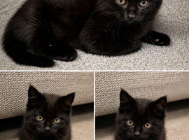 Black female kitten
