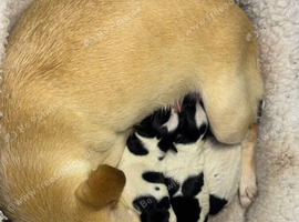Chihuahua Puppies Looking for Loving Homes