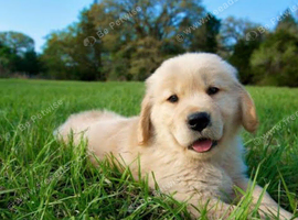 Dog walking and dog sitting
