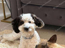 8 month old cockapoo