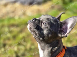 Boston x frenchie