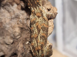 Rhacodactylus leachianus high colour & pattern baby