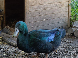 Cayuga ducklings