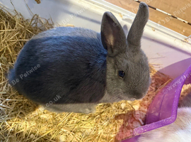 Female grey Netherland dwarf rabbit