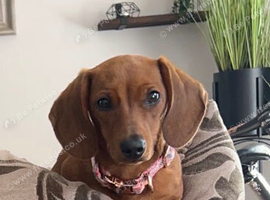 Bonnie