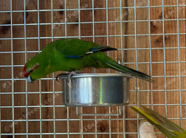 Kakarikis