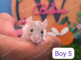 Baby Dwarf Rat Boys
