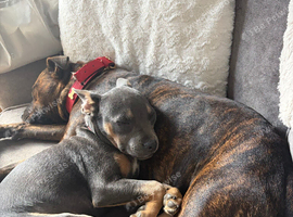 6 month old staff cross