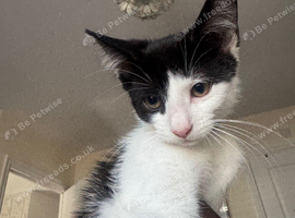 17-Week-Old Male Kitten + All his kit