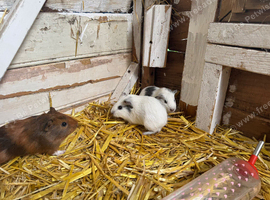 6 lovely guinea pigs