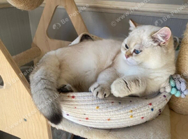 GCCF British Shorthair Chocolate Golden ColourPoint
