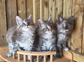 Pure Maine Coon Kittens