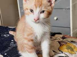 3 Kittens for Sale 2 Boys and one Tortoiseshell Girl