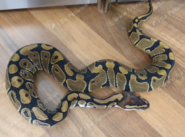 Grown on baby classic royal pythons