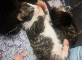 Kittens