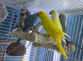 Baby Indian Ringneck parrot