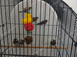 Mixed of female and males