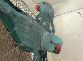 Pair Blue Ringnecks