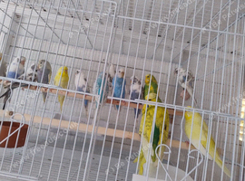 Budgies
