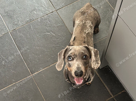 Sweet dapple kc reg daxie boy