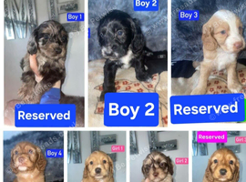 x1 Black Boy Available - Cockapoo Puppies