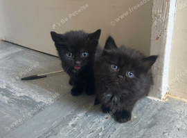 Male kitten