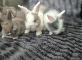 Beautiful baby buns