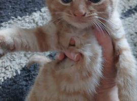 Stunning kittens ready now
