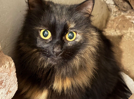 Beautiful domestic long hair cat.