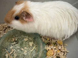 Got 3 female guinea pigs for sale
