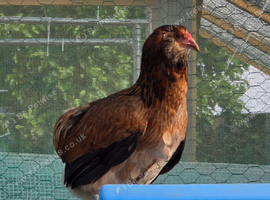 Rumpless Araucana Trio