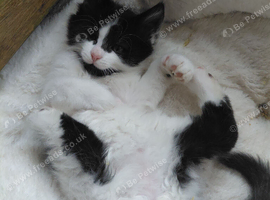 3 lovely mixed breed kittens for sale...black boy sold!
