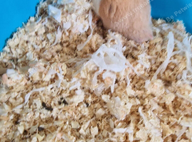 Syrian hamster 2 years old