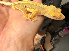 Breeding pair crested geckos