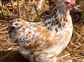 Millefleur Pekins girls for sale